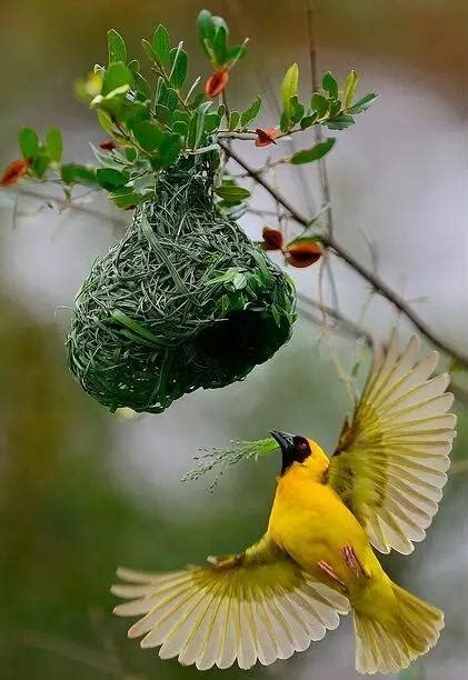 鳥來家裡築巢 風水